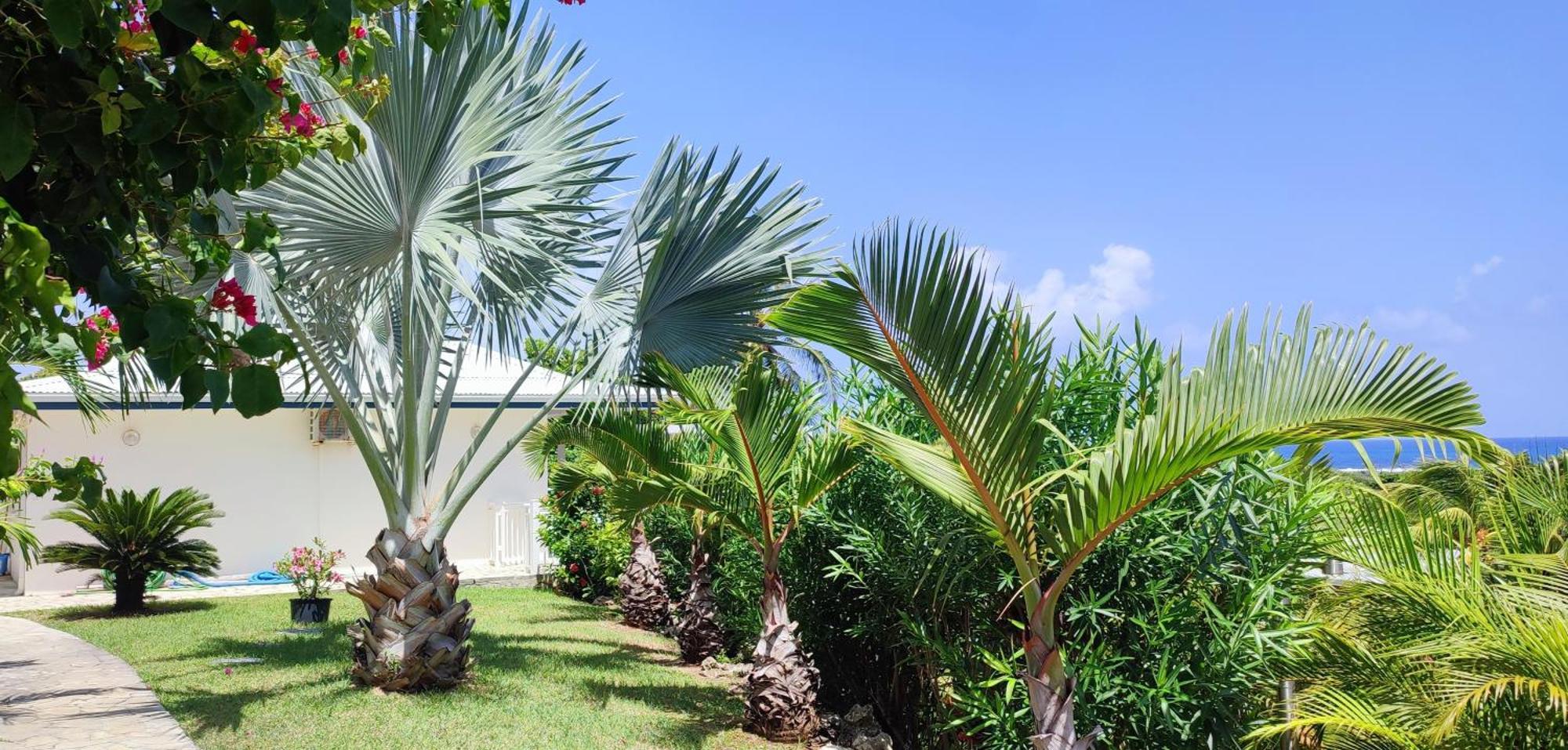 Villa Muscade Guadeloupe, Piscine, Vue Mer Et Acces Plage Saint-Francois  Exterior photo